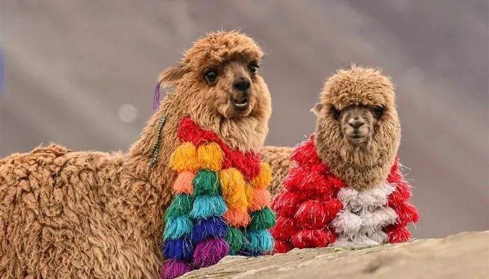 Two Llamas